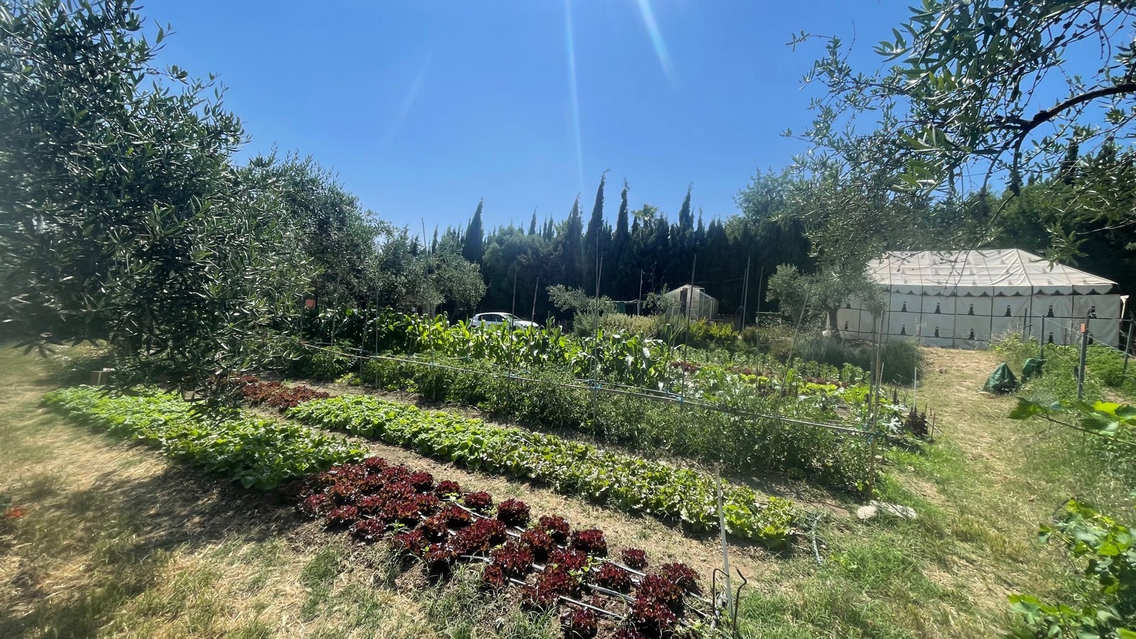 Ecological growing plots at La Huerta del Lugá