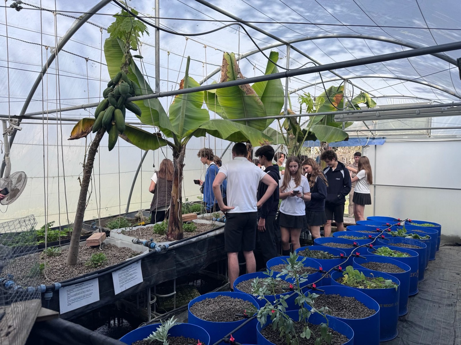 Observing the greenhouse systems up close
